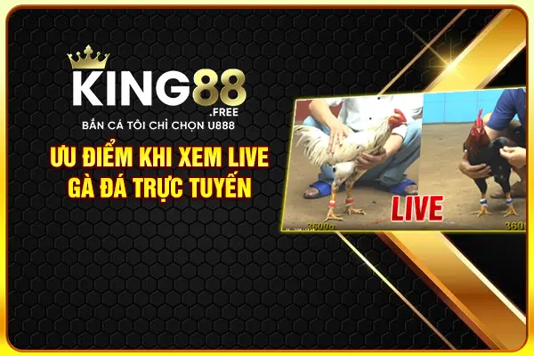 Ưu điểm khi xem live gà đá trực tuyến